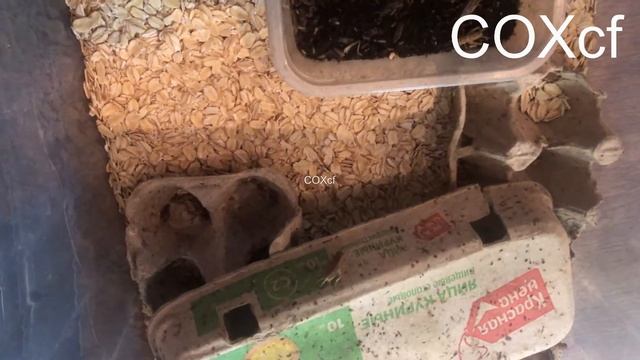 Разведение сверчка COXcf смотреть онлайн