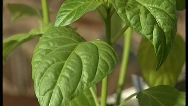 Беспроигрышно! Супер урожай! Бабушкин способ выращивания рассады смотреть онлайн