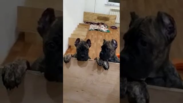 продажа щенки кане корсо смотреть онлайн