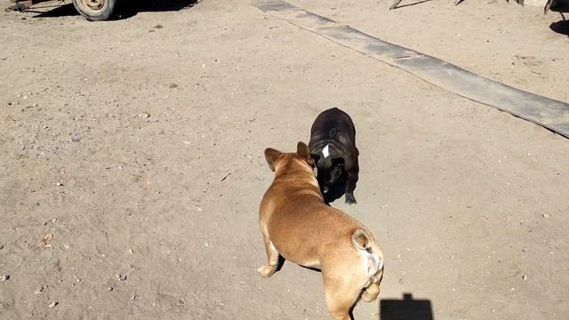 Французские бульдоги/French Bulldog/Ждут когда с ними по играют