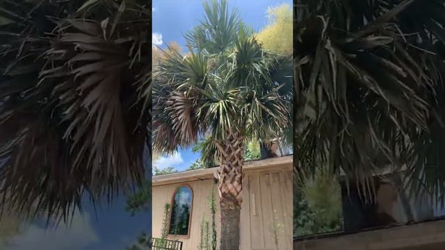 Sabal Palmetto in Cumming,GA смотреть онлайн