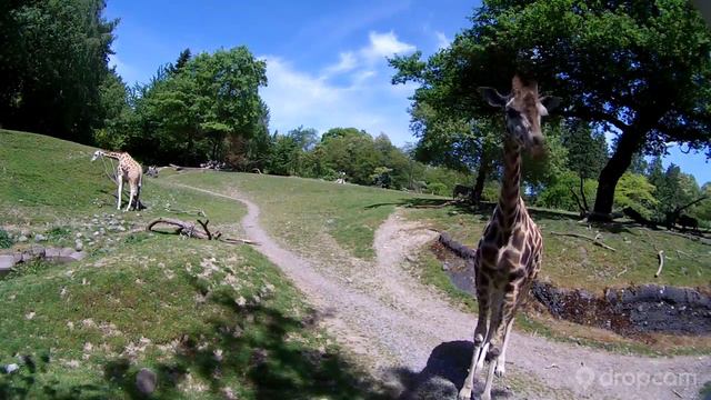 Giraffe Checks Out The New Savanna Cam at Woodland Park Zoo смотреть онлайн