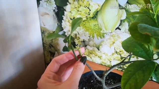 Лимон Мейера. Дегустация