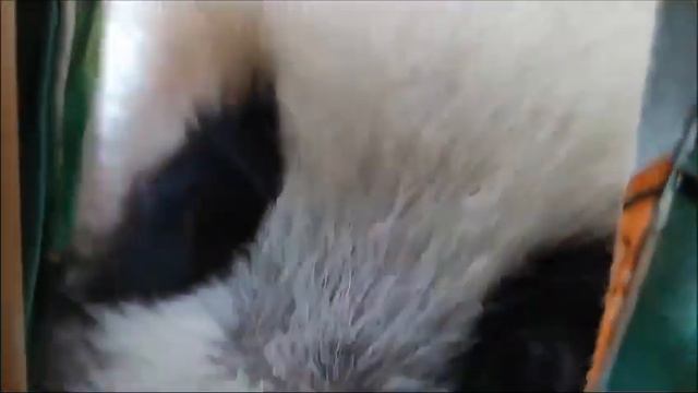 Малышка Панда изуЧает кипера Московский Зоопарк🐼👀🔥👍🥰Baby Panda Moscow Zoo🐼👀🔥👍🥰 смотреть онлайн
