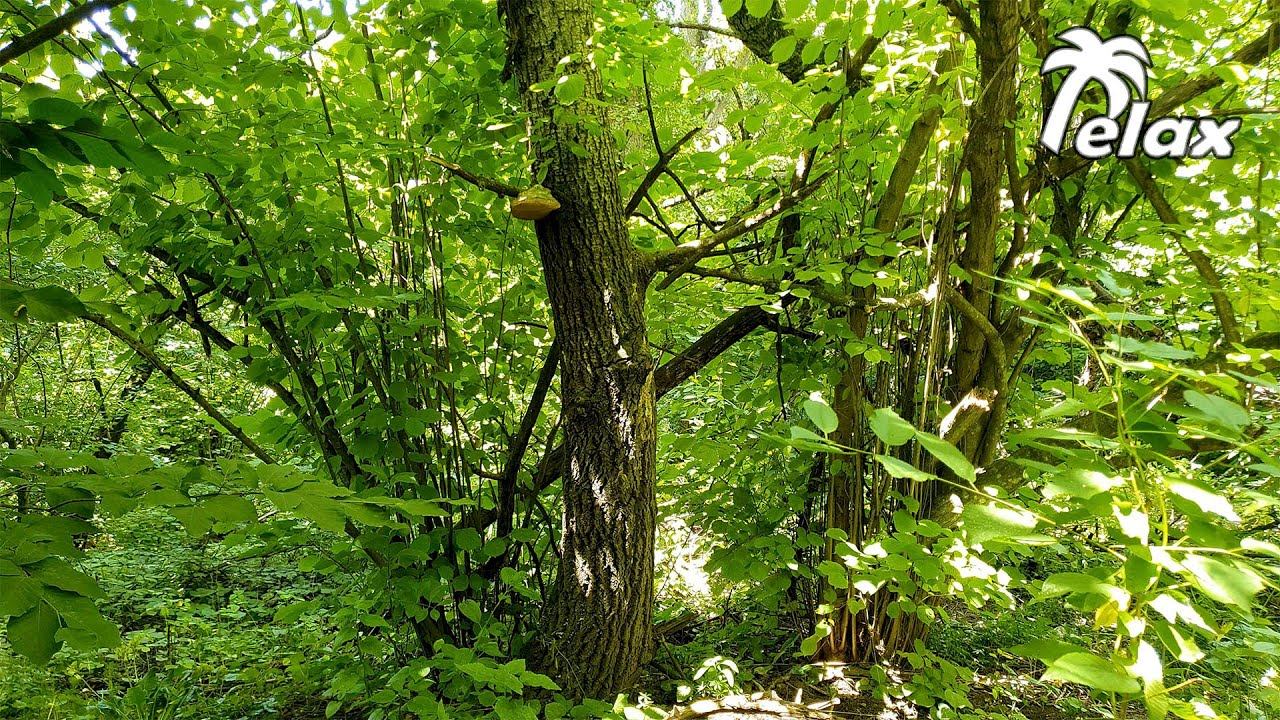 Sounds of the Summer Forest before Sunset - Sleep 8 hours смотреть онлайн