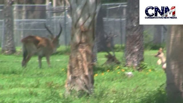 Gemsbok (Large Oryx Genus Antelope) In 1080P HD