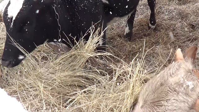 КУПИЛ СЕНО А ТАМ ЗАГАДКА. - ОТВЕТЫ НА СОВЕТЫ . Лпх Дом Велеса - жизнь за городом смотреть онлайн