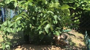 Усадьба в Воронежской области, Острогожском районе, хутор Калинин