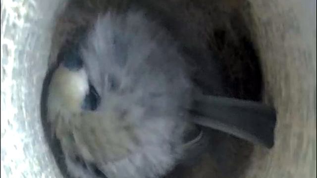 2021-04-28 19:00 Как спят синицы? смотреть онлайн