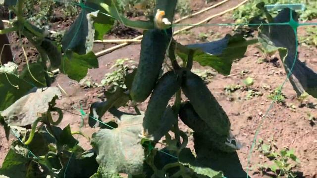 Огурец ШОША F1 прекрасно плодоносит в открытом грунте, но супер урожай вы получите в теплице. смотреть онлайн