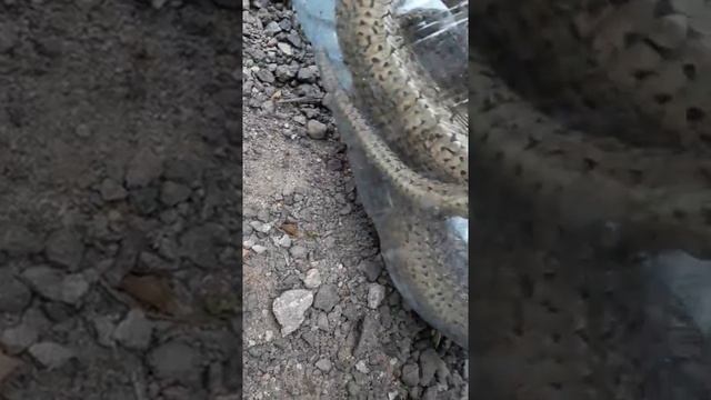 1 часть ловля ужа(4) смотреть онлайн