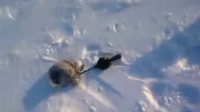 зимняя рыбалка на Налима смотреть онлайн