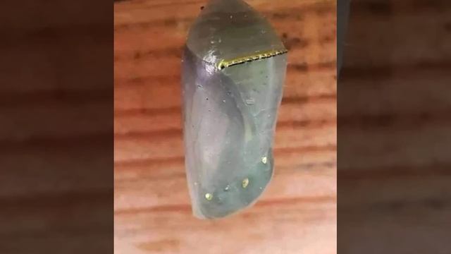 Бабочка смотреть онлайн