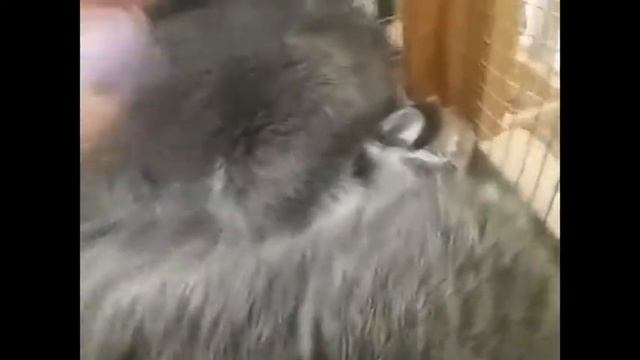 Тссс! Тихо! Еноты спят) смотреть онлайн