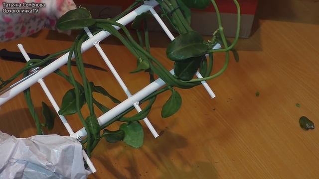 Ещё одна редкость в мою коллекцию не орхидей Распаковка Обзор Лиана суккулент смотреть онлайн