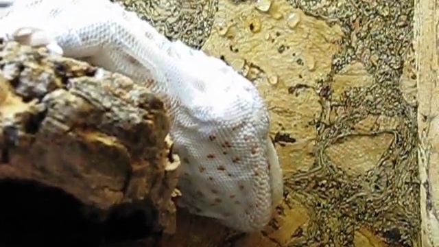 Линька геккона Токи (ч.1)