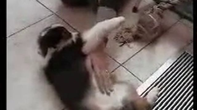 Vi presento Bisque... :) смотреть онлайн