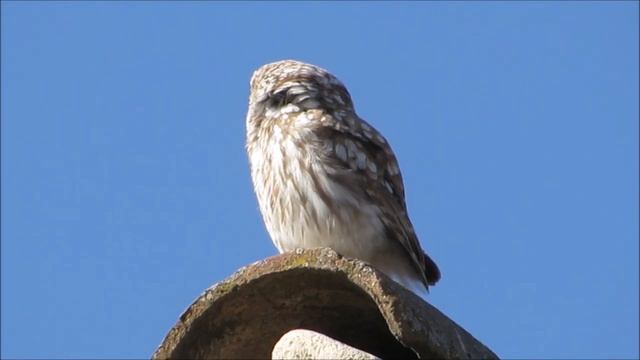Домовый сыч - Athene noctua.mp4 смотреть онлайн