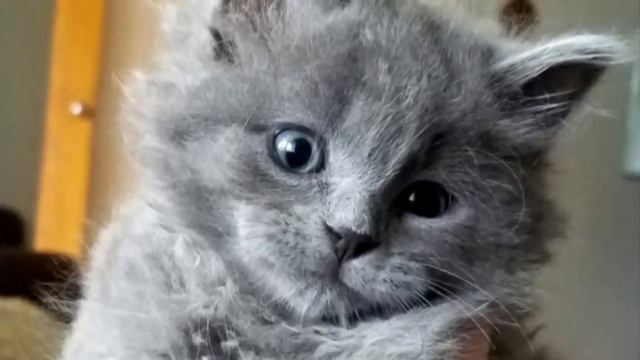 Человек нашёл одинокого котёнка в лодке… Через 5 месяцев он превратился в самого преданного питомца смотреть онлайн