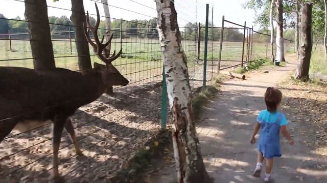 VLOG КОНТАКТНЫЙ ЗООПАРК ч.4. MARIA КОРМИТ ОЛЕНЕЙ / Истории про животных / ZOO смотреть онлайн