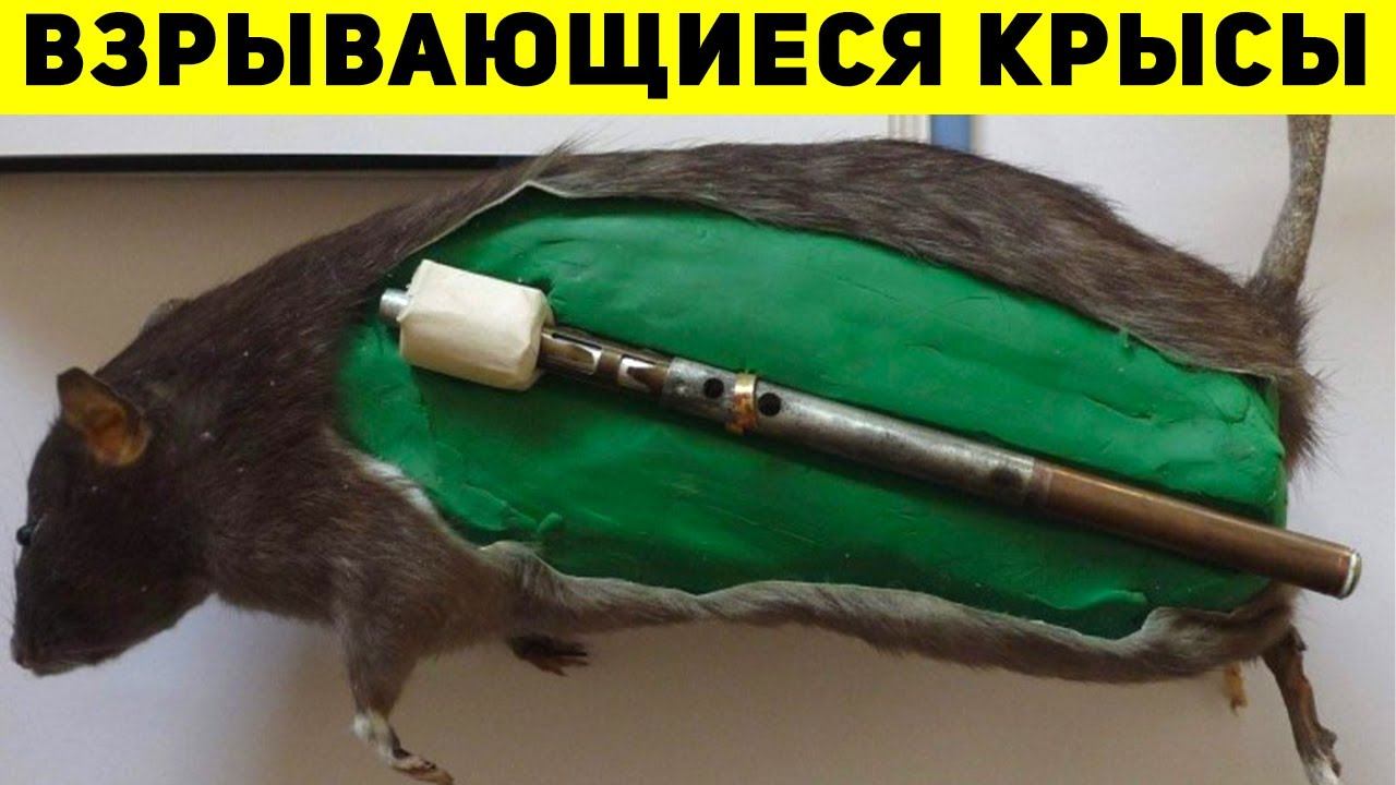 12 Самых Странных Военных Орудий смотреть онлайн