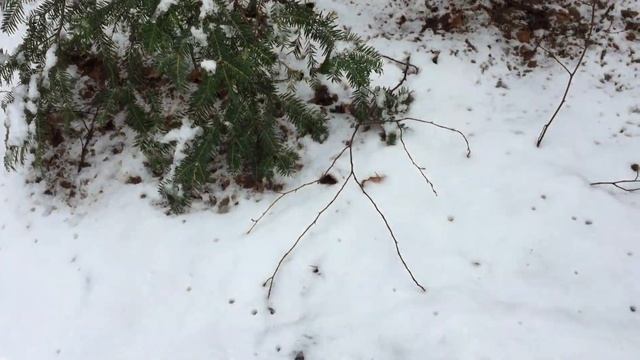 Пошла за пихтой - нашла ГРИБЫ) Отвар из пихты, салат из февральских грибов смотреть онлайн