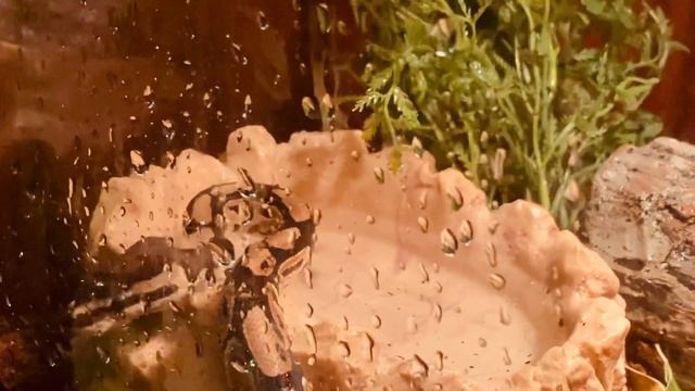 PYTHON STORY TIME! смотреть онлайн