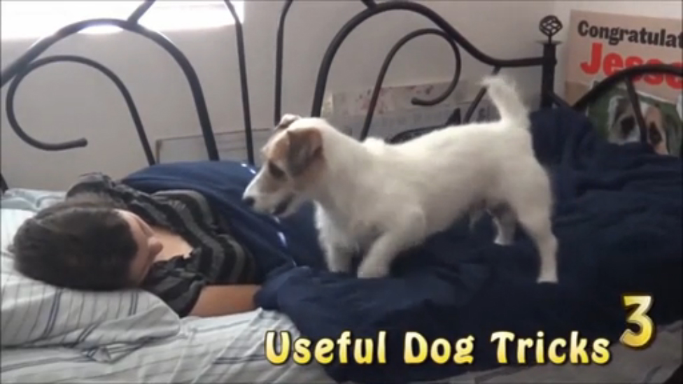 Showtek & Noisecontrollers - Get Loose (Sexy Simo Hardstyle Bootleg Mix) Amazing Dog Tricks