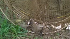 Рыбалка с фитилями( ятерями, мережой, вентерями )