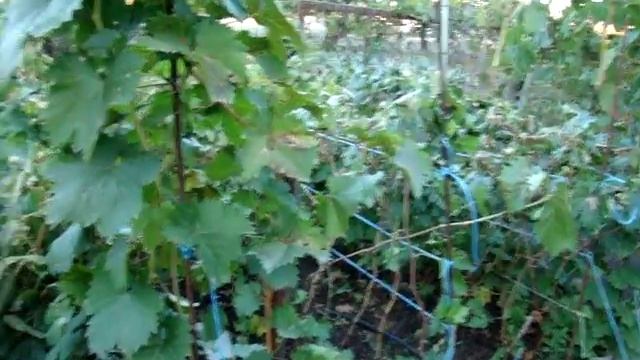 Чем мы сейчас заняты... Виноградник Захаровых 5 октября 2018 года. смотреть онлайн