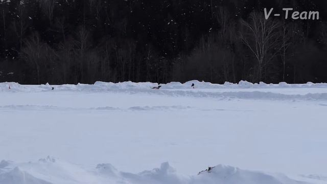 Родезийский риджбек. РИДЖЭ'С СТАР ЮВЕНТА (К) - SUNHILL RIDGES NOLA ADEOLA (С). МЗ - 2018. смотреть онлайн
