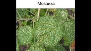 Малина.  Болезни и меры борьбы с ними