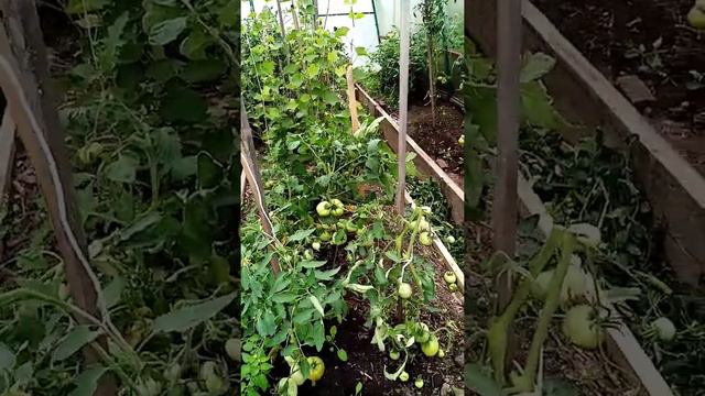 Заморозка помидор (один из способов)|уборка в теплице|что вяжу сейчас|что принимаю для здоровья. смотреть онлайн