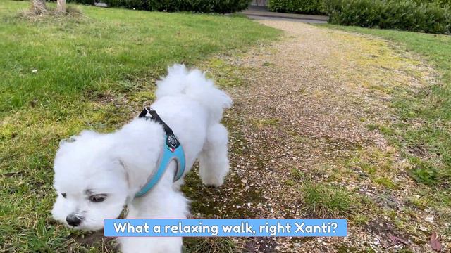Small Cute Maltese Dogs Enjoy Their Morning 🥰 смотреть онлайн
