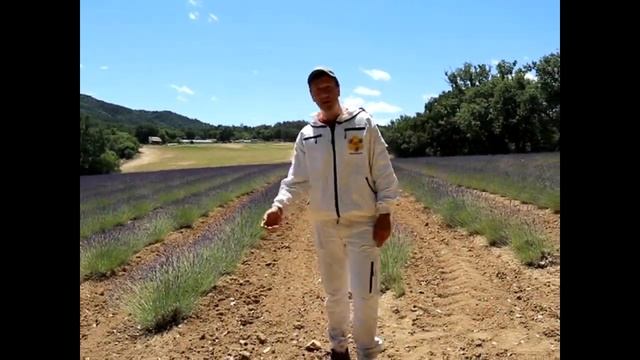 Зарисовки Франции #2: лаванда в предгорьях Прованса смотреть онлайн