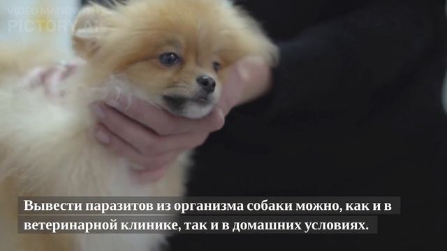 Глисты у собаки, симптомы, как вывести? смотреть онлайн