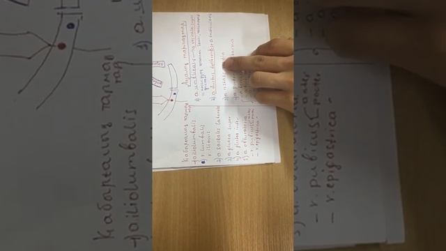 Анатомия Ішкі мықын артериясы, подвздошная артерия, arteria iliaca interna, анатомия артерия смотреть онлайн