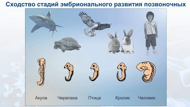 Сходство стадий эмбрионального развития позвоночных. смотреть онлайн