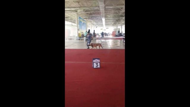 BAGHEERA LOVELY HEARTS первые достижения! смотреть онлайн