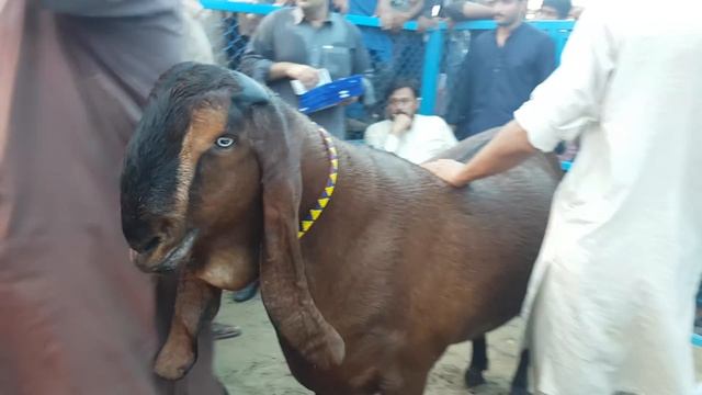 World record 300 kg goat wins Faisalabad Goat Show 2018 смотреть онлайн