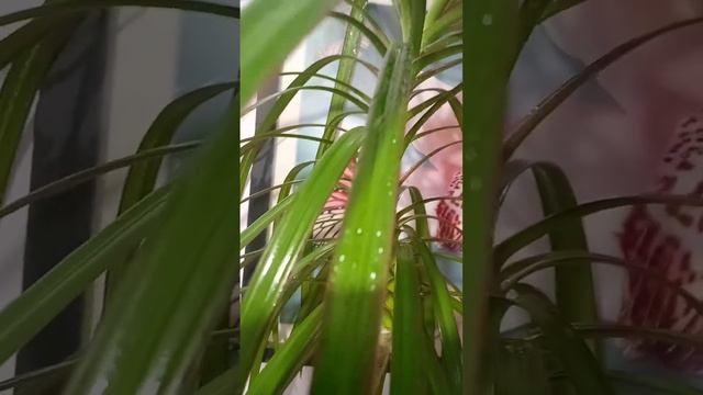 🌿Драцена🌿#ЦвнеточногоДня смотреть онлайн