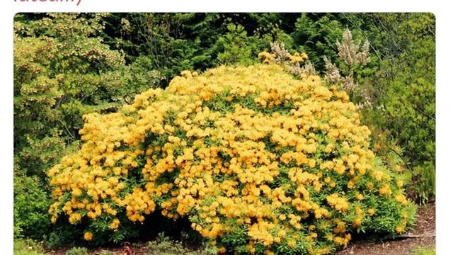 Рододендрон желтый (rhododendron luteum) смотреть онлайн