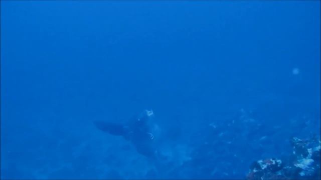 Mola Mola смотреть онлайн