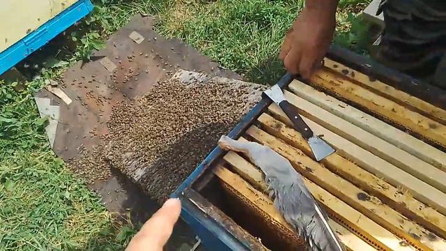 Роение при тихой смене матки