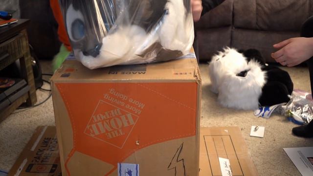 GENGI CABBIT FURSUIT UNBOXING AND SUIT UP