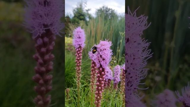 ЛИАТРИС, НЕПРИХОТЛИВЫЙ МНОГОЛЕТНИК #лиатрис #многолетники #многолетниецветы #цветы смотреть онлайн