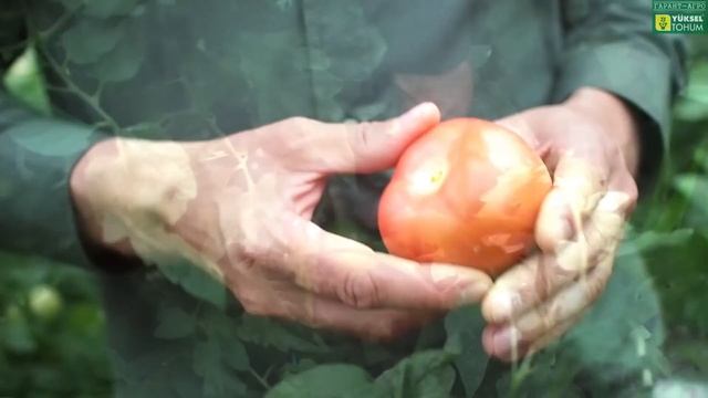 Честный обзор нового розового ТОМАТА ПИНК МАРГАРИ F1 (ДЖИТИ-ИР1) смотреть онлайн