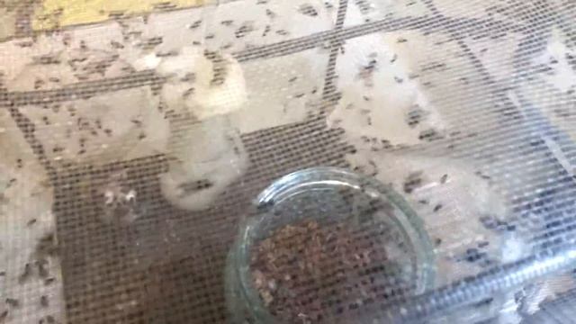 Комнатная муха Musca domestica в садке смотреть онлайн