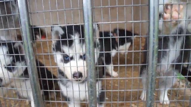 Продажа щенков Сибирской хаски. смотреть онлайн