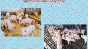 Биология. Тема урока: «Выращивание поросят»